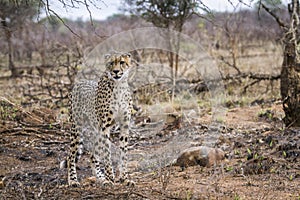 Cheetah in Kruger National park