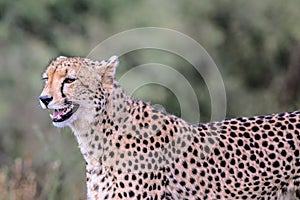 Cheetah in Kruger National Park