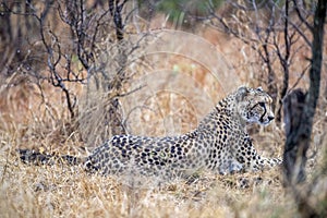 Cheetah in Kruger national Park portrait