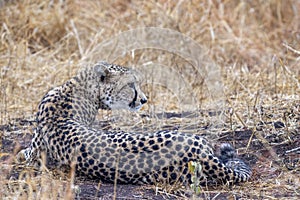 Cheetah in Kruger national Park portrait