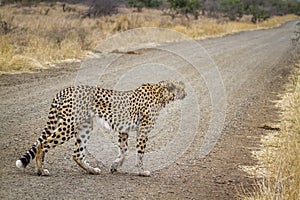 Cheetah in Kruger National park, South Africa