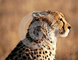 Cheetah in Kruger National Park - South Africa