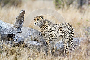 Cheetah in Kruger National park, South Africa