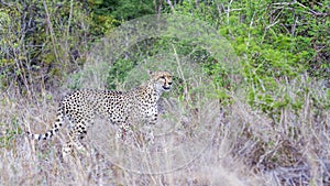 Cheetah in Kruger National park, South Africa