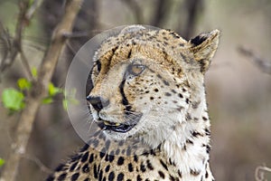 Cheetah in Kruger National park, South Africa