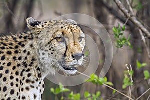 Cheetah in Kruger National park, South Africa