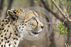 Cheetah in Kruger National park, South Africa