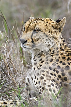 Cheetah in Kruger National park, South Africa