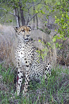 Cheetah in Kruger National park, South Africa