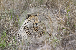 Cheetah in Kruger National park, South Africa