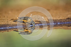 Cinnamon breasted Bunting in Kruger National park, South Africa photo