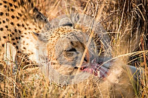 Cheetah in the Kruger National Park, South Africa.