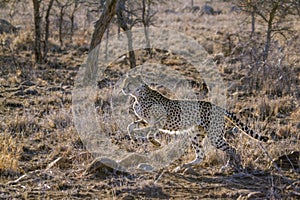 Cheetah in Kruger National park, South Africa