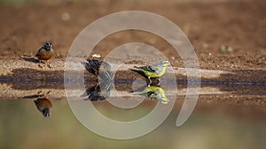 Yellow fronted Canary and Cinnamon breasted Bunting at waterhole in Kruger National park, South Africa photo