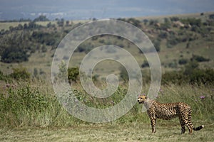 Cheetah Landscape in Africa