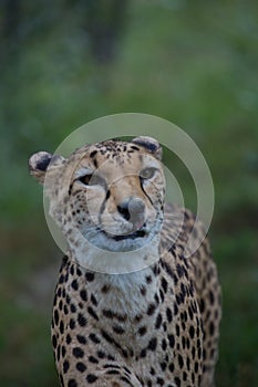 The cheetah is a large cat of the subfamily Felinae.