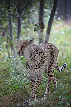 The cheetah is a large cat of the subfamily Felinae.