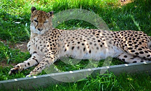 The cheetah is a large-sized feline