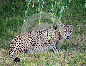 The cheetah is a large-sized feline