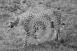 The cheetah is a large-sized feline