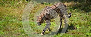 The cheetah is a large-sized feline