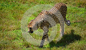 The cheetah is a large-sized feline