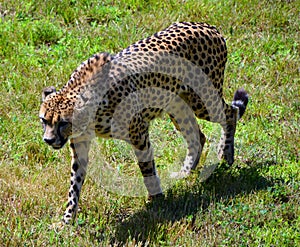 The cheetah is a large-sized feline