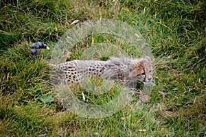 Cheetah is a large-sized feline cub