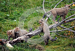 Cheetah is a large-sized feline cubs