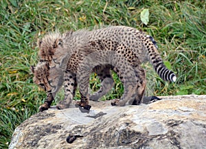 Cheetah is a large-sized feline cubs