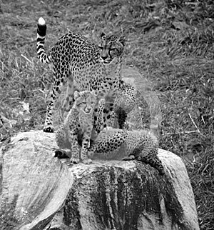 Cheetah is a large-sized feline family
