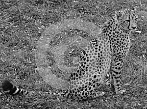 The cheetah is a large-sized feline inhabiting most of Africa