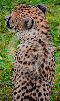 The cheetah is a large-sized feline inhabiting most of Africa