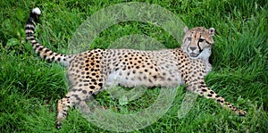 The cheetah is a large-sized feline inhabiting most of Africa