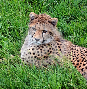 The cheetah is a large-sized feline inhabiting most of Africa