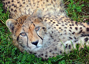 The cheetah is a large-sized feline inhabiting most of Africa