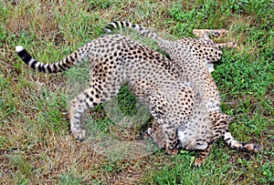 The cheetah is a large-sized feline inhabiting most of Africa