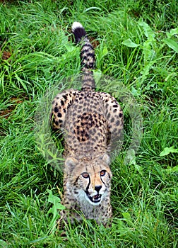 Cheetah is a large-sized feline inhabiting most of Africa and part of the Middle East.