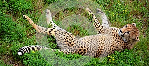 Cheetah is a large-sized feline inhabiting most of Africa and part of the Middle East.