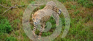 The cheetah is a large-sized feline inhabiting most of Africa photo