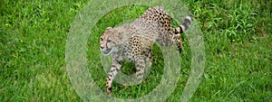 The cheetah is a large-sized feline inhabiting most of Africa photo