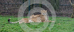 Cheetah laying in the grass and looking towards the camera, popular zoo animal, vulnerable animal specie from Africa
