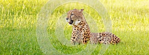 Cheetah Laying in Long Grass