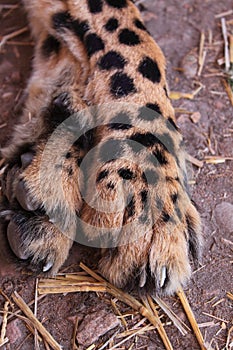 Cheetah legs and claws