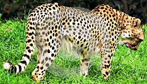 Cheetah Lick