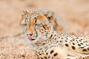 Cheetah licking his nose