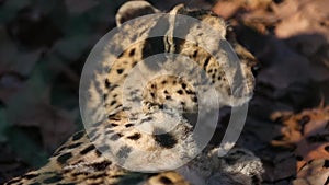 Cheetah licking its fur close up