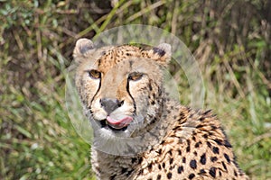 Cheetah Licking Lips