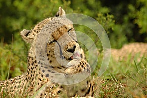 Cheetah licking paw