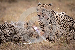 Cheetah lies with cubs eating Thomson gazelle
